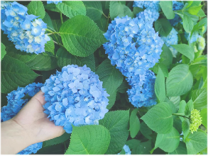 蒙蒙細雨繡球花